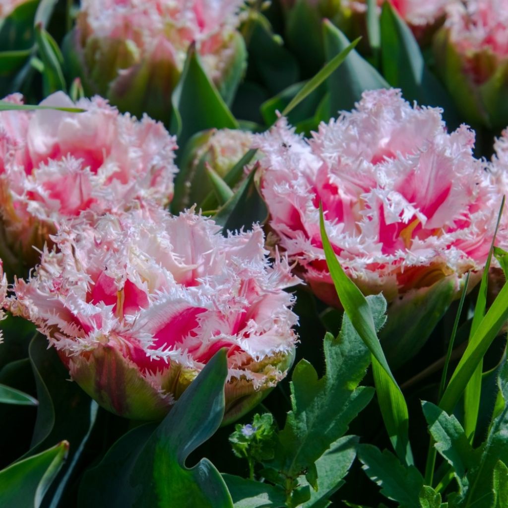 Tulipa com franja Queensland