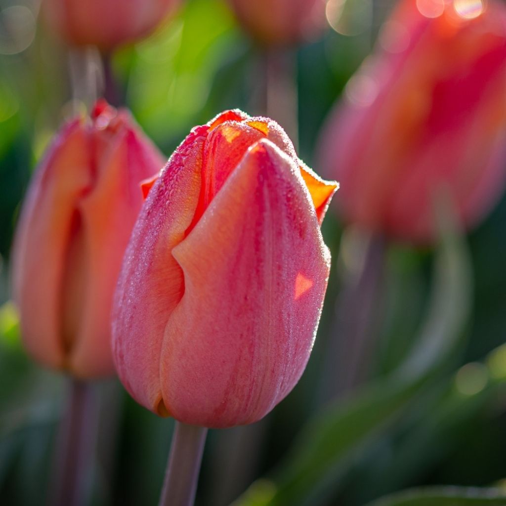 Tulipa Simples precoce Salmon Prince