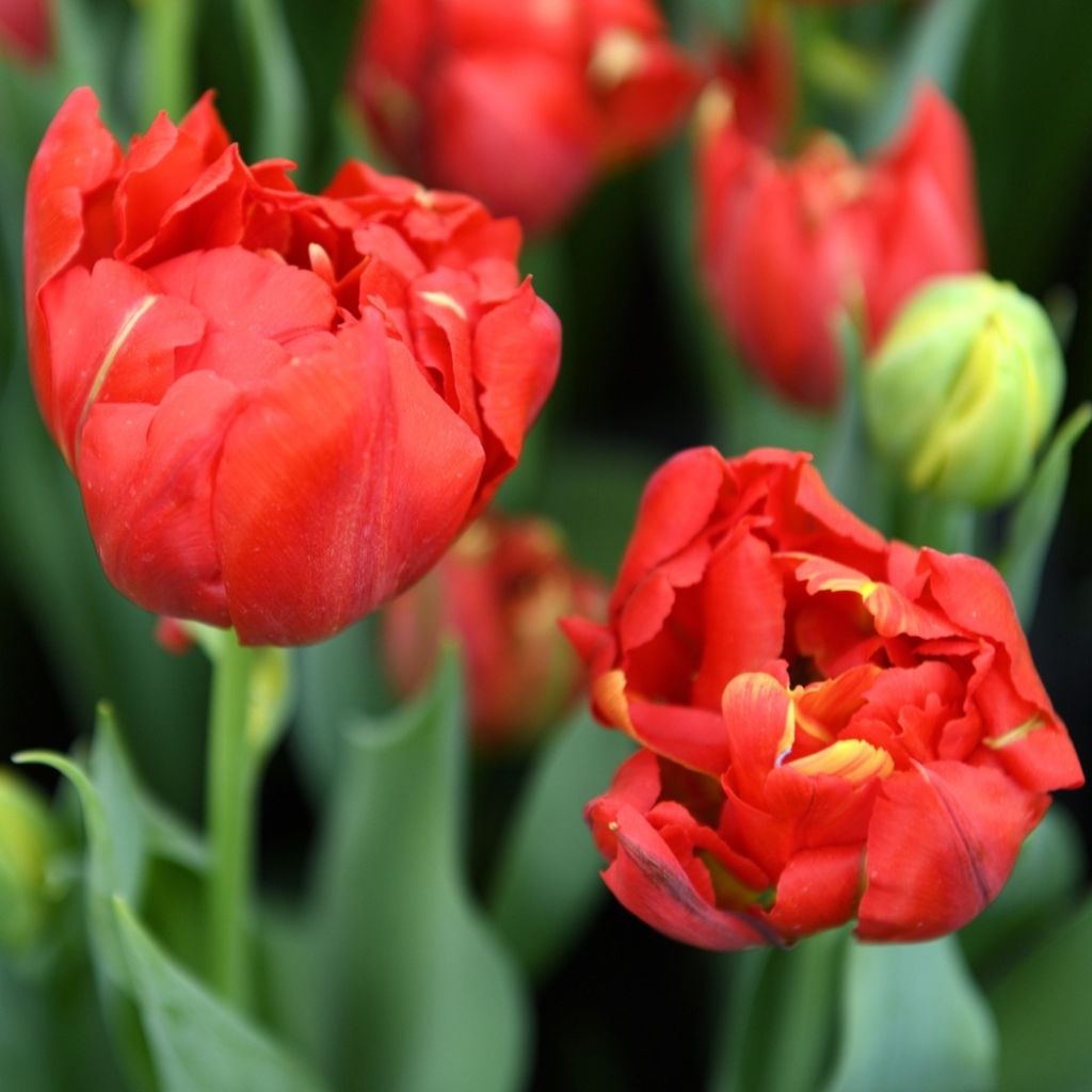 Tulipa Dobrada precoce Viking