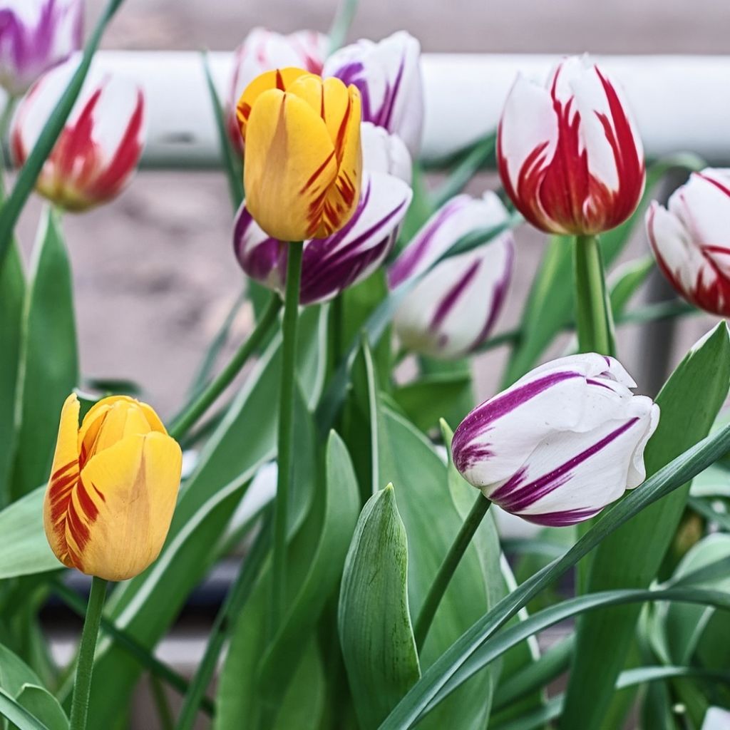 Tulipa Rembrandt Rembrandt Mix