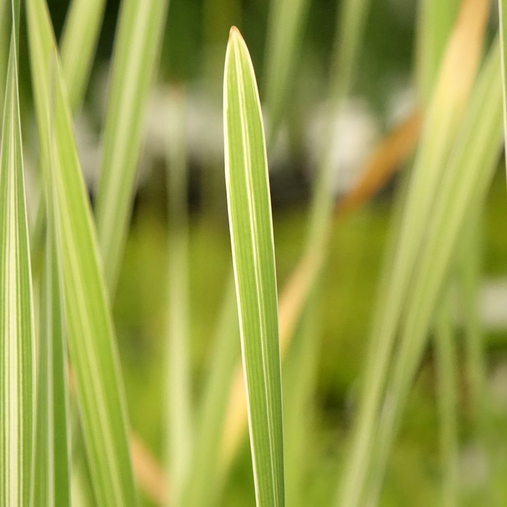 Typha latifolia Variegata