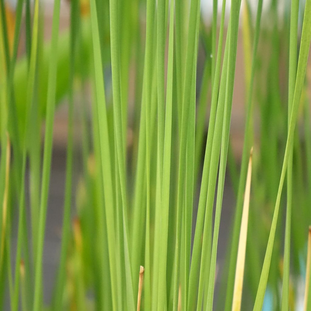 Typha laxmannii