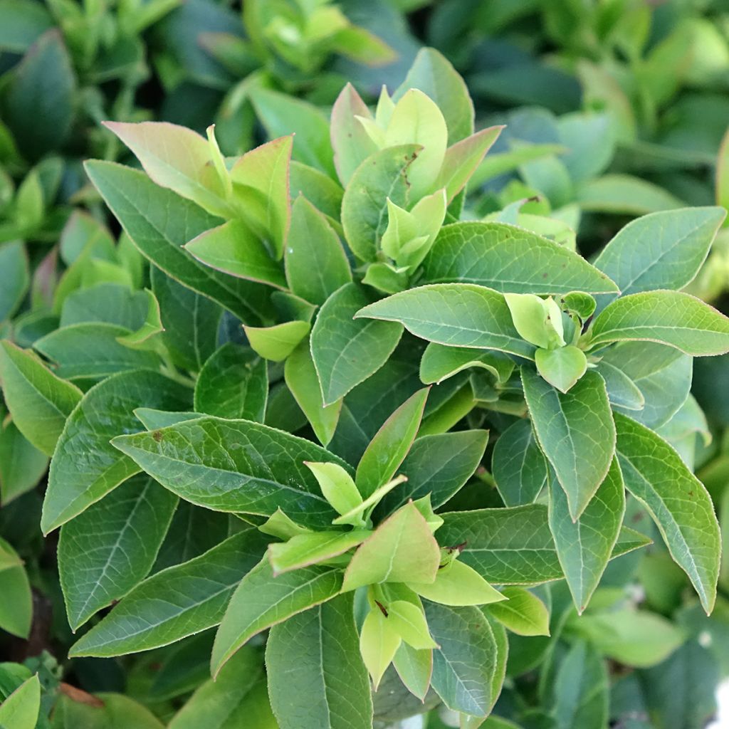 Mirtiloeiro Tophat - Vaccinium-americano