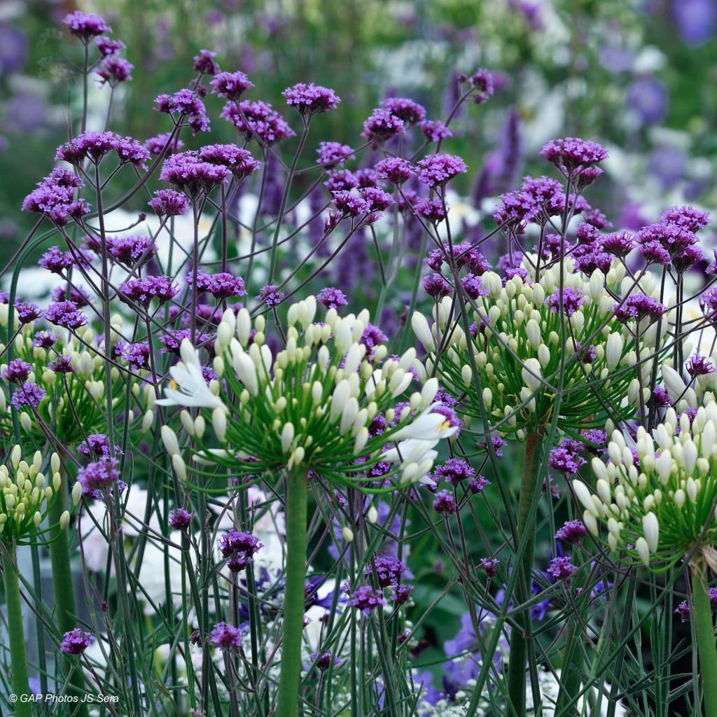 Verbena bonariensis - Verveine de Buenos Aires