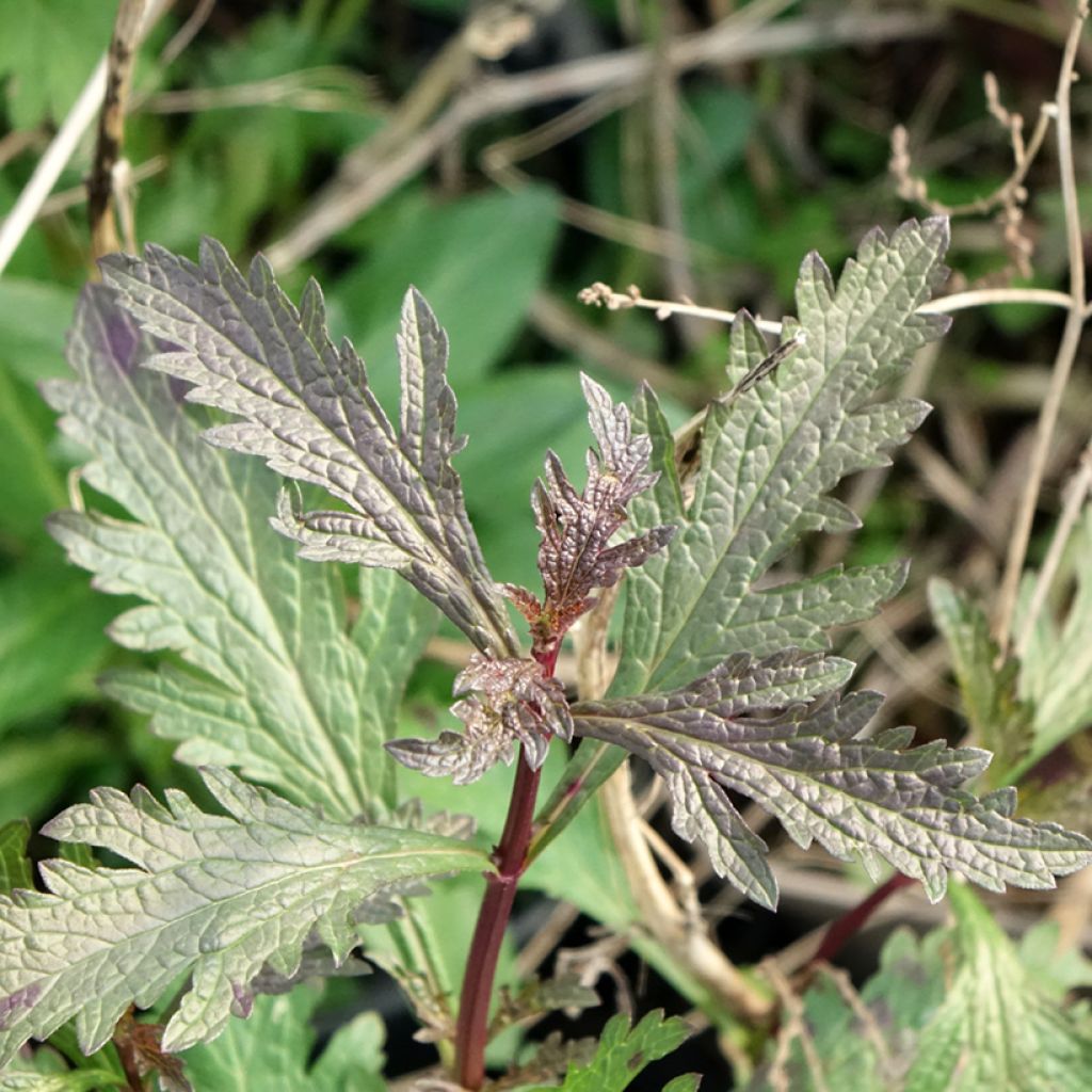 Verbena officinalis Bampton