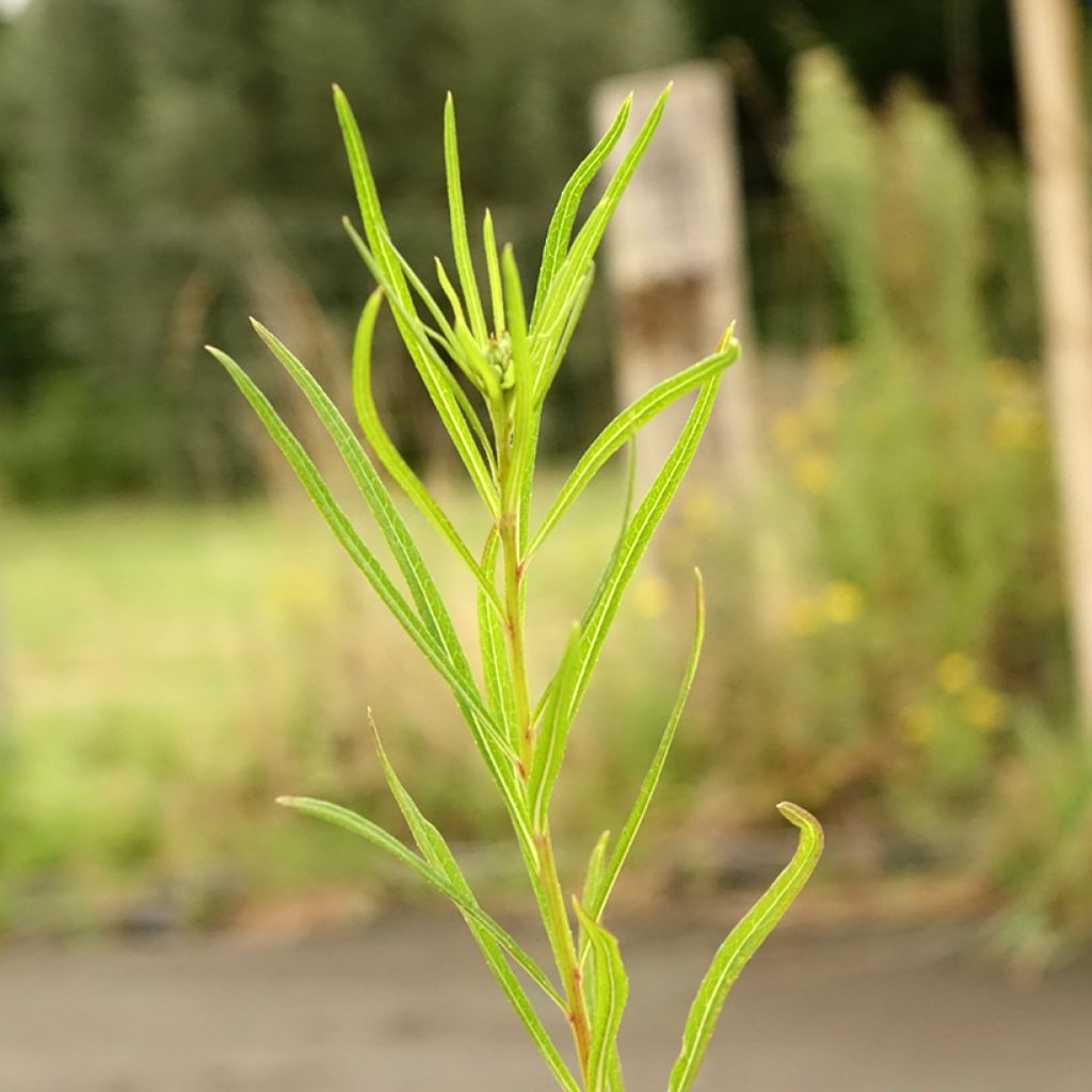 Vernonia lettermannii