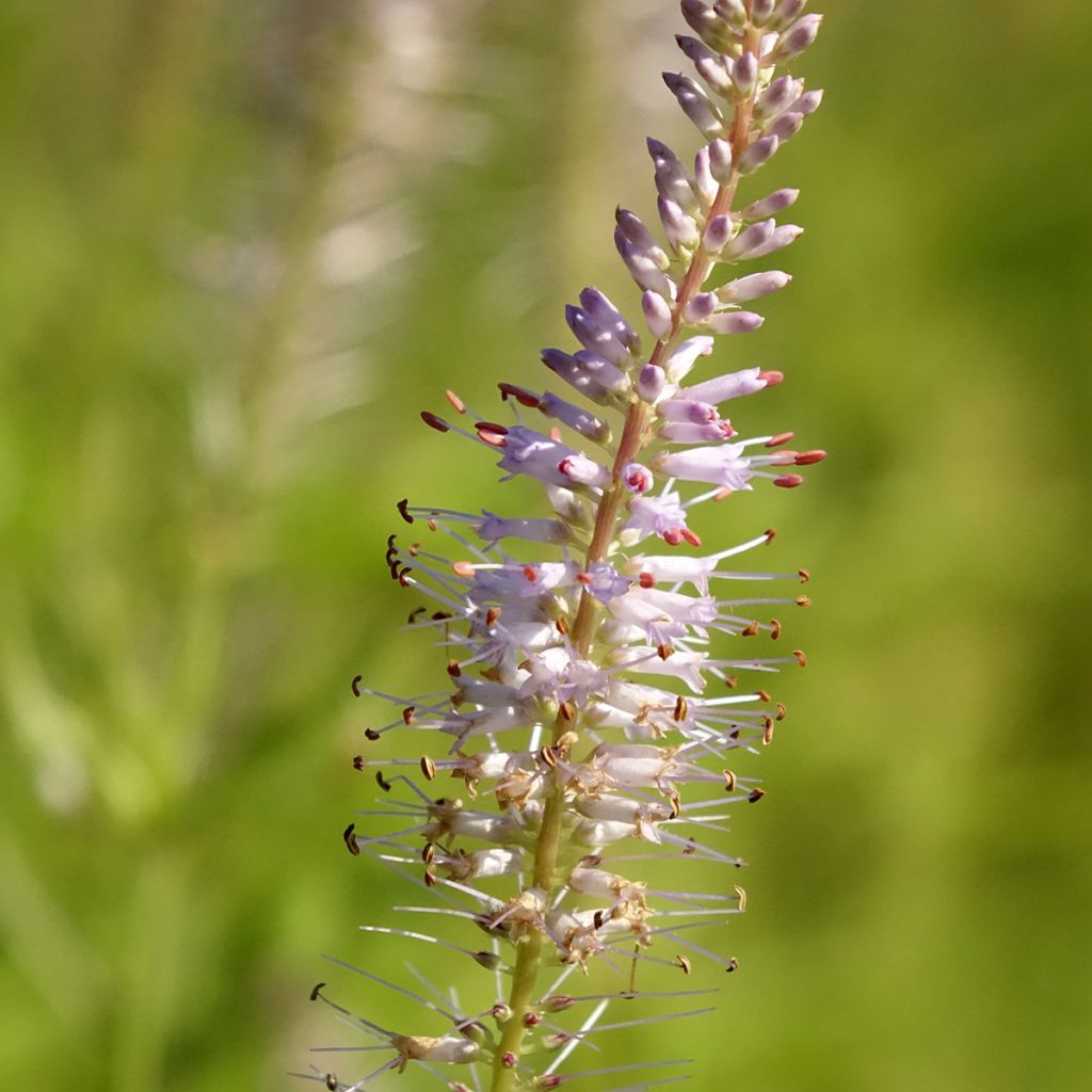 Veronicastrum virginicum Lavendelturm