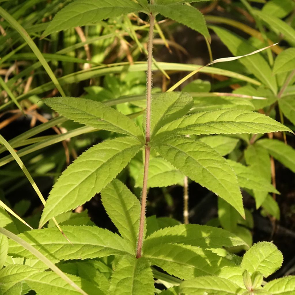 Veronicastrum virginicum Temptation - Véronique de Virginie