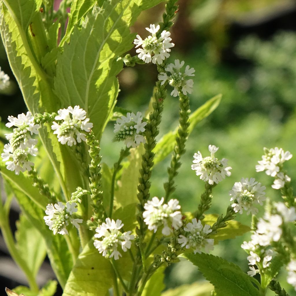 Verbena hastata White Spires
