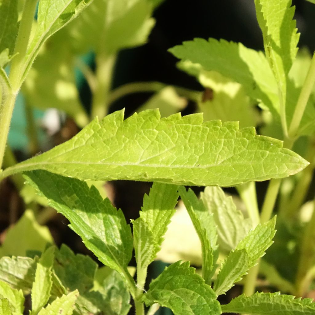 Verbena hastata White Spires