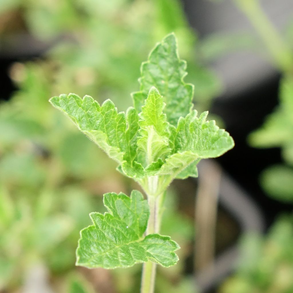 Glandularia Seabrook's Lavender