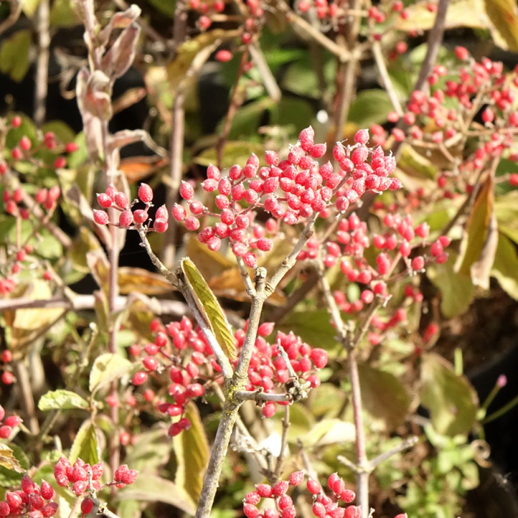Viburnum dilatatum Sealing Wax