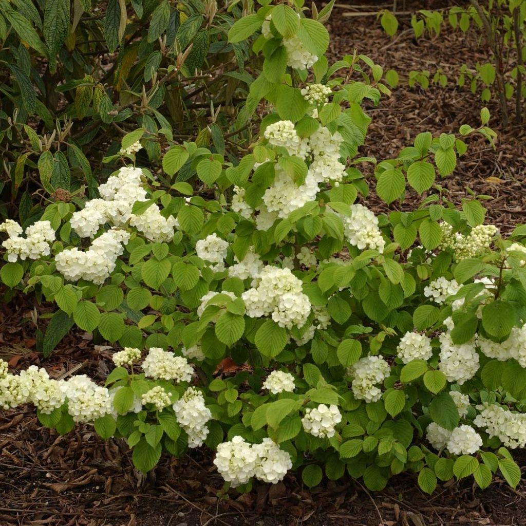 Viorne - Viburnum plicatum Popcorn