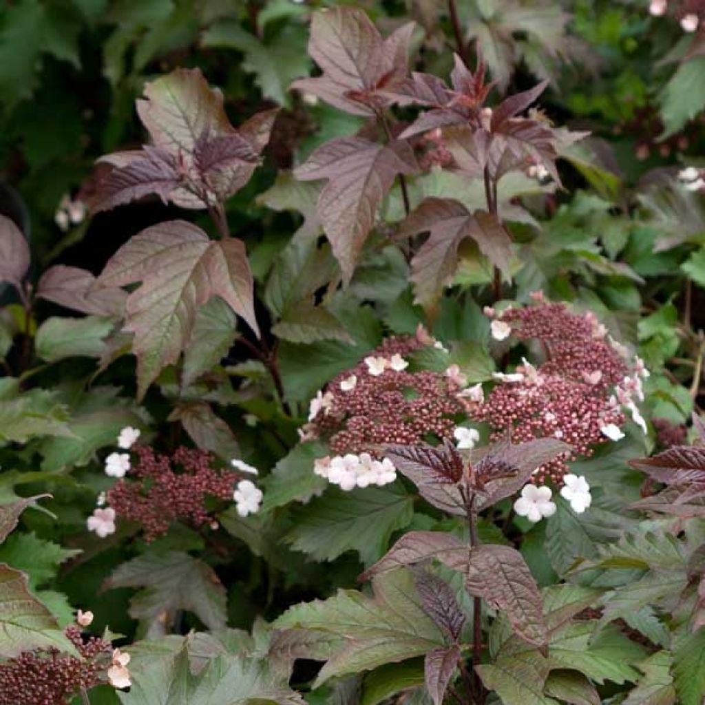 Viburnum sargentii Onondaga - Viorne