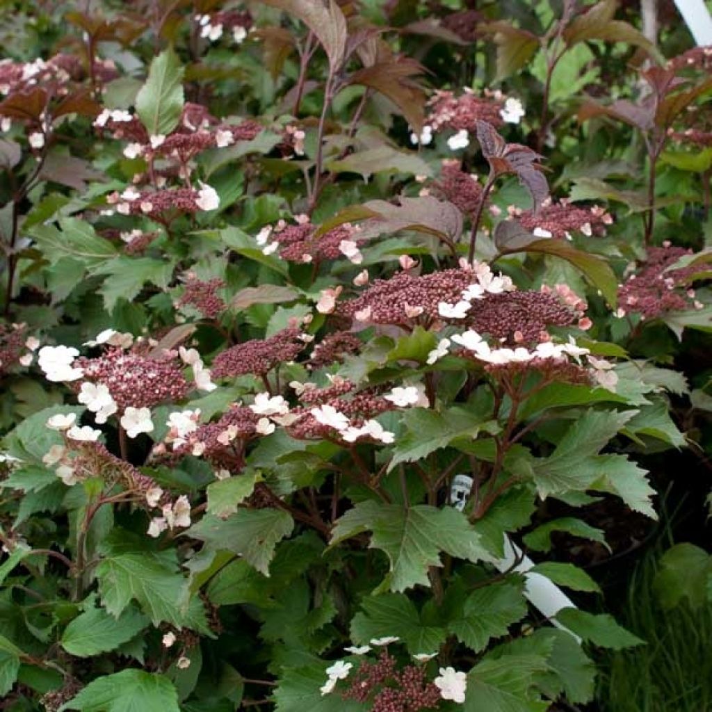 Viburnum sargentii Onondaga - Viorne