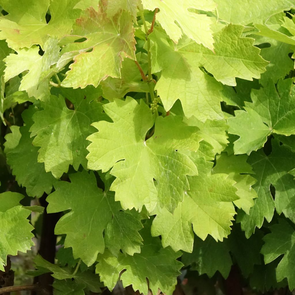 Videira Albarossa - Vitis vinifera