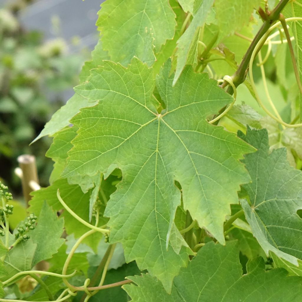 Videira Chasselas Rose - Vitis vinifera