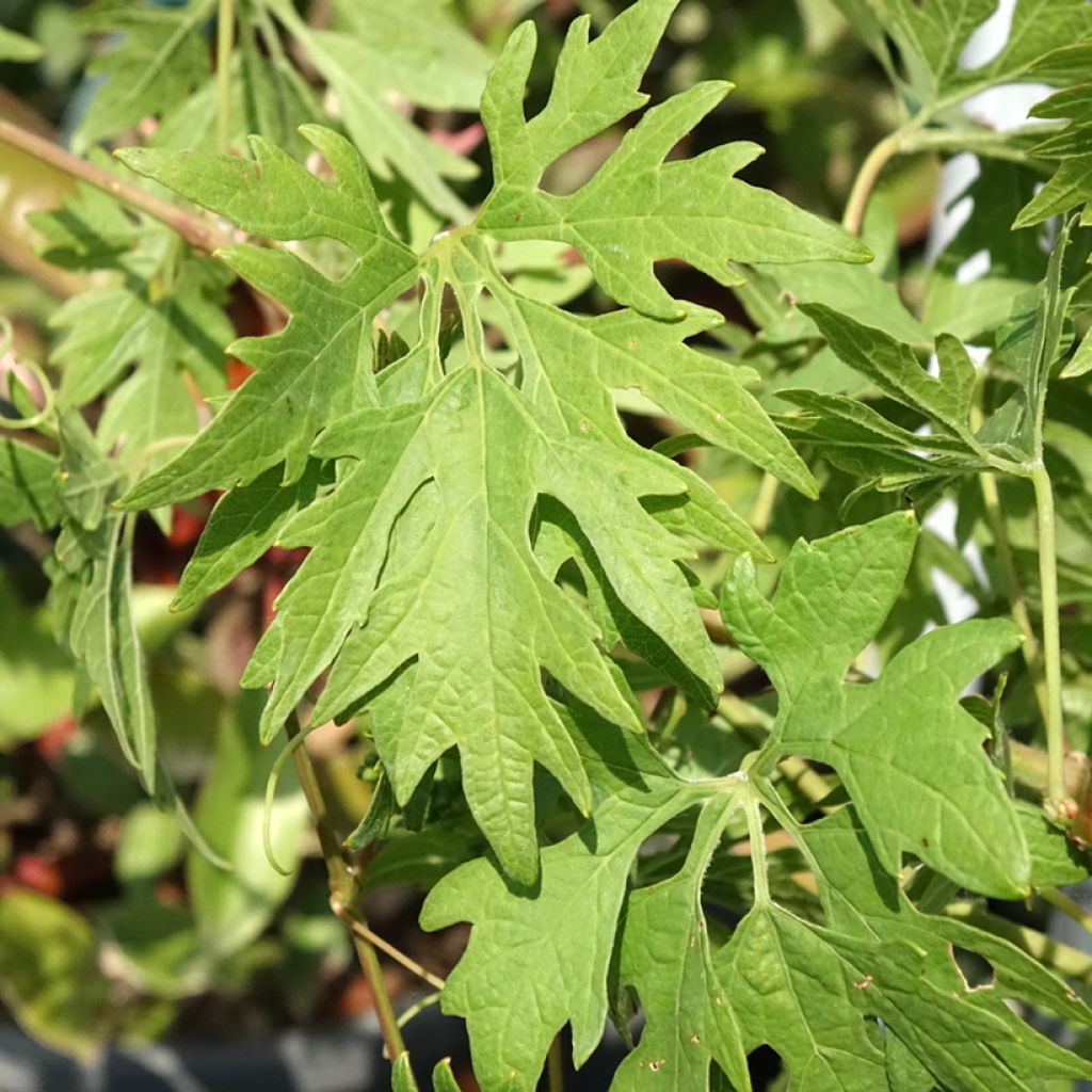 Druif Chasselas Cioutat