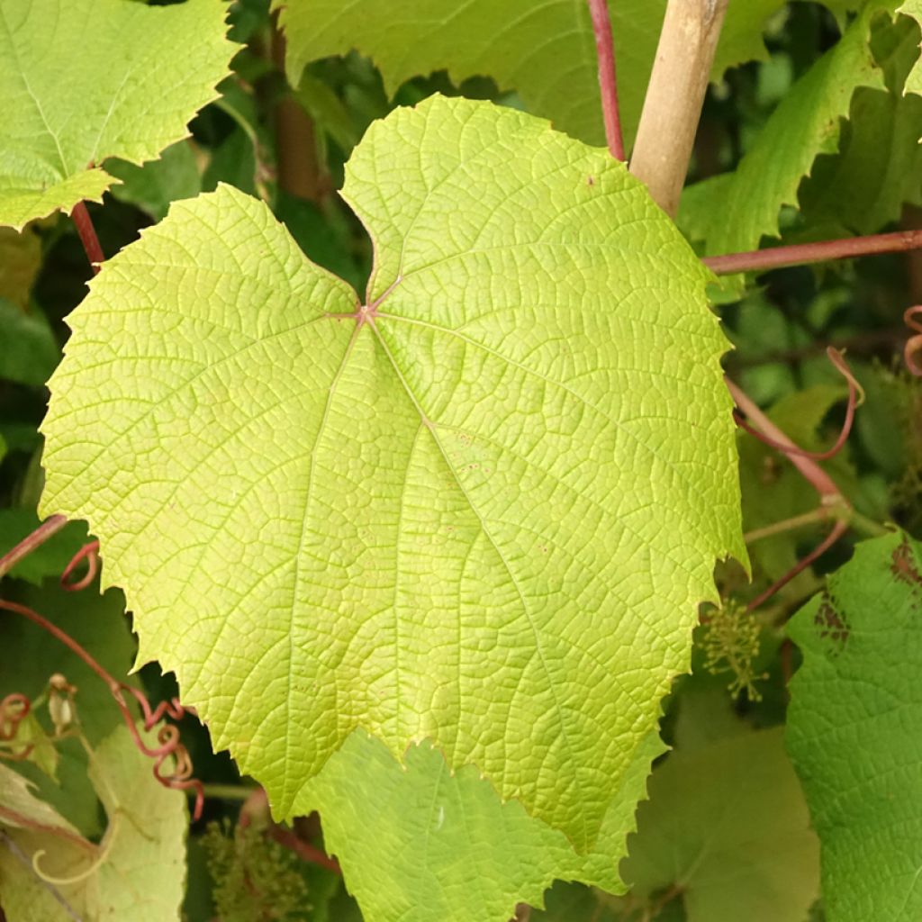 Vitis coignetiae - Videira