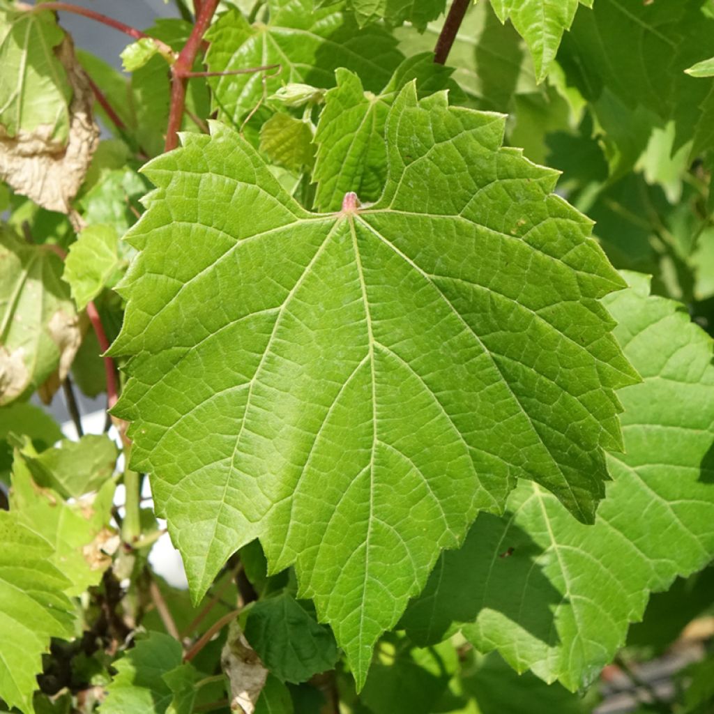 Vitis riparia - Videira