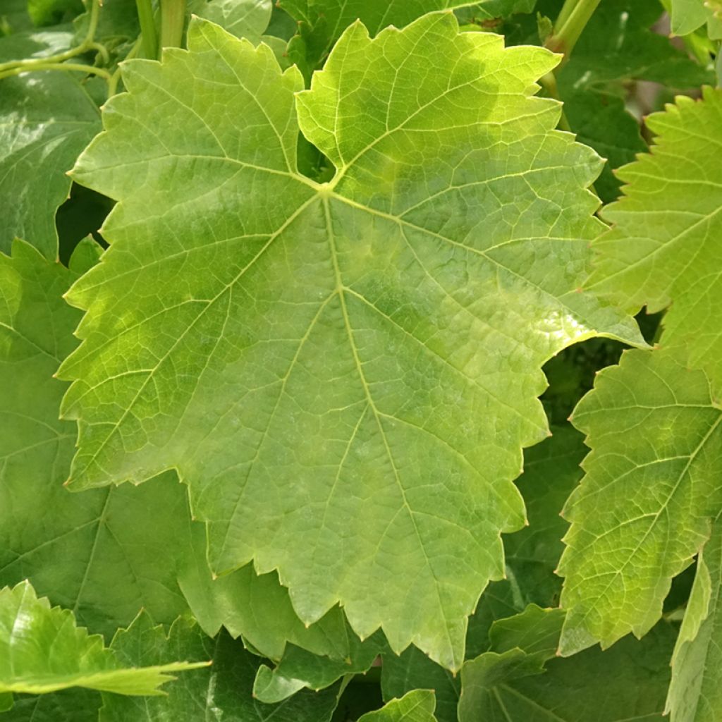 Tafeldruif Dattier de Beyrouth