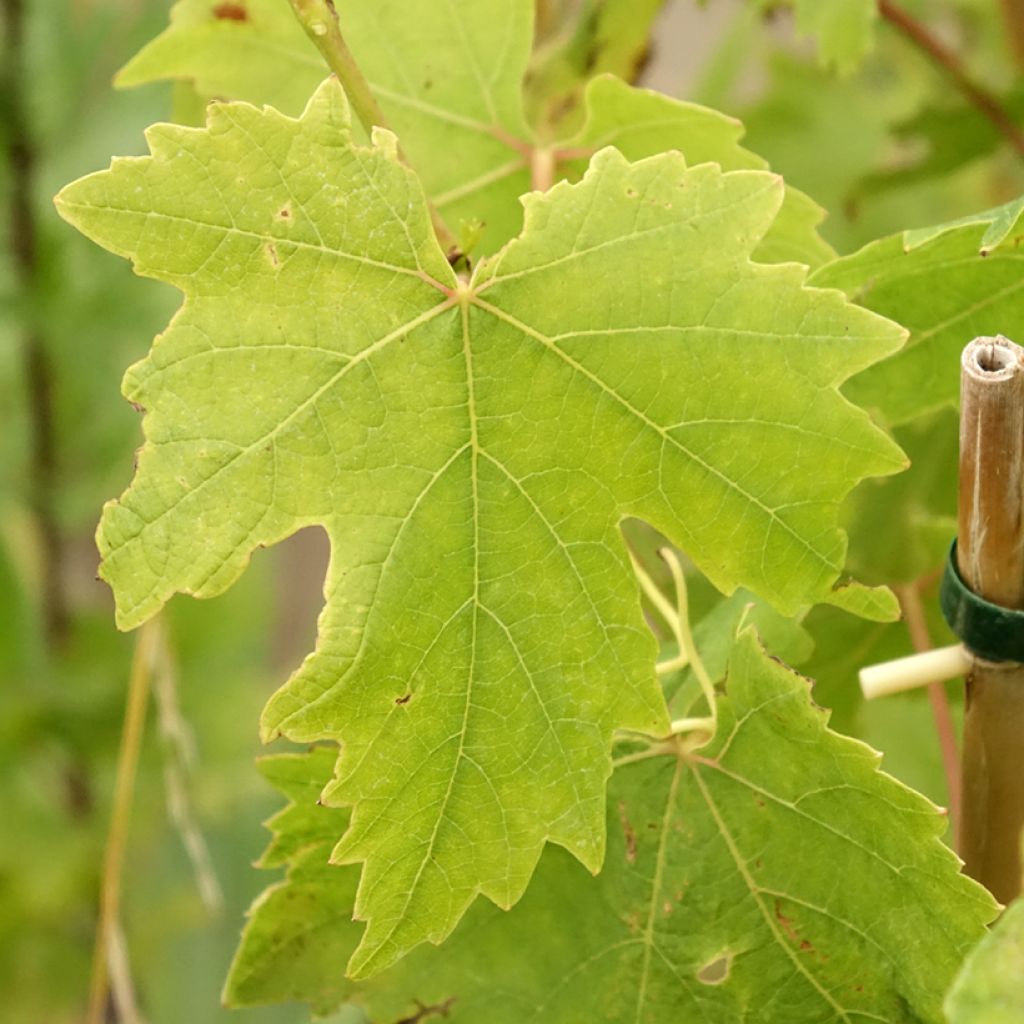 Videira de mesa Crimson sem grainha - Vitis vinifera