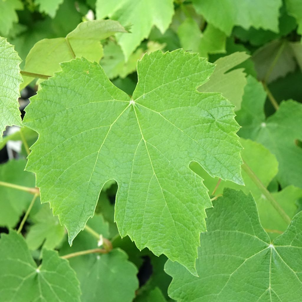 Videira de mesa Pizzutello Nero - Vitis vinifera