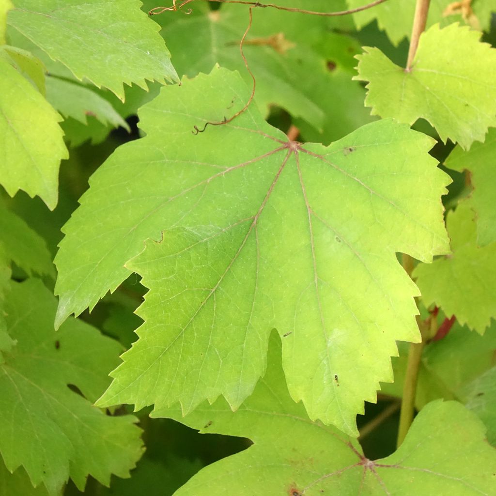 Videira Dolcetto - Vitis vinifera