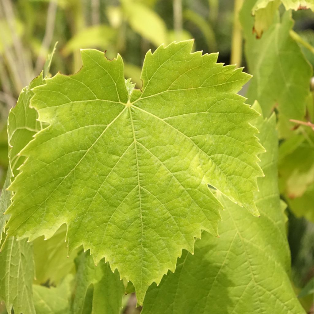 Videira Exalta - Vitis vinifera