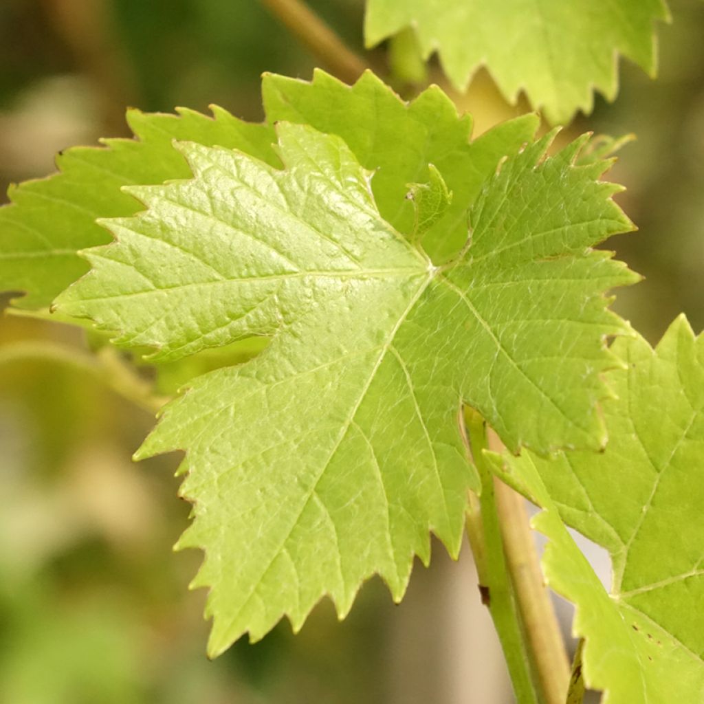 Videira Fanny - Vitis vinifera