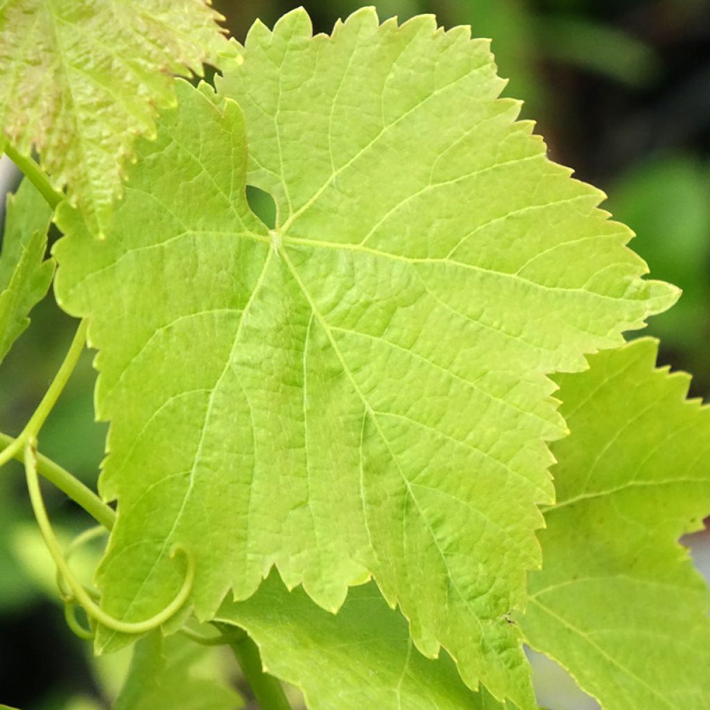 Videira Merlot - Vitis vinifera