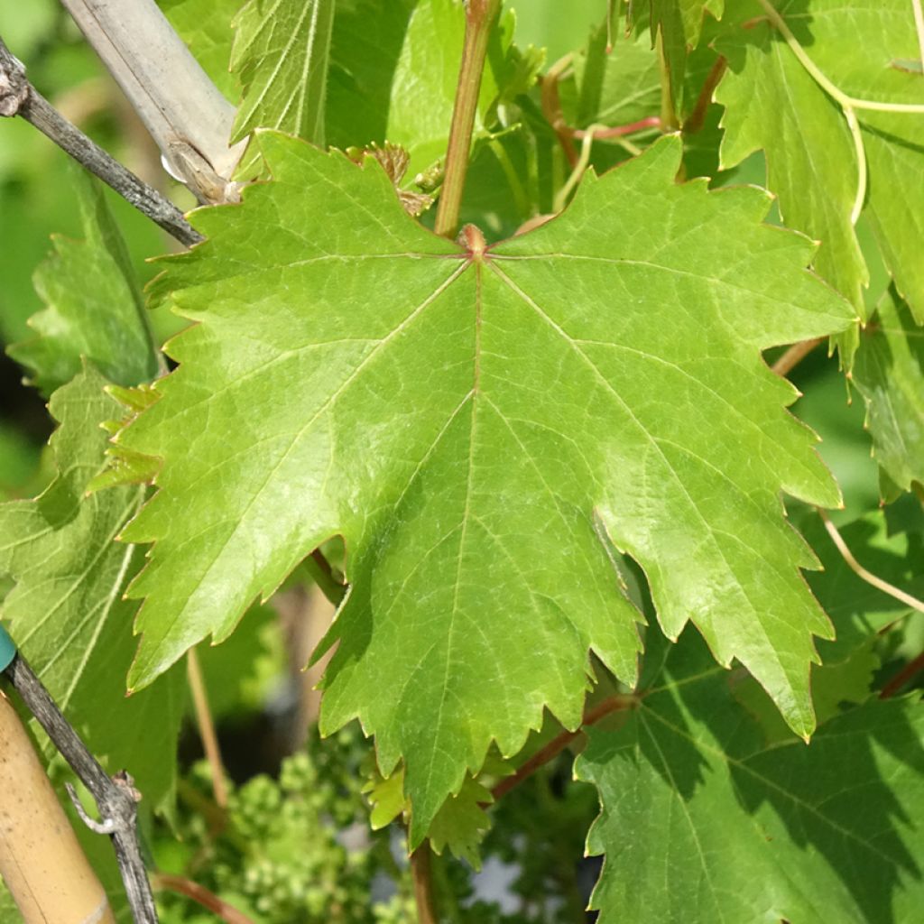 Videira Moscato Monregalese - Vitis vinifera