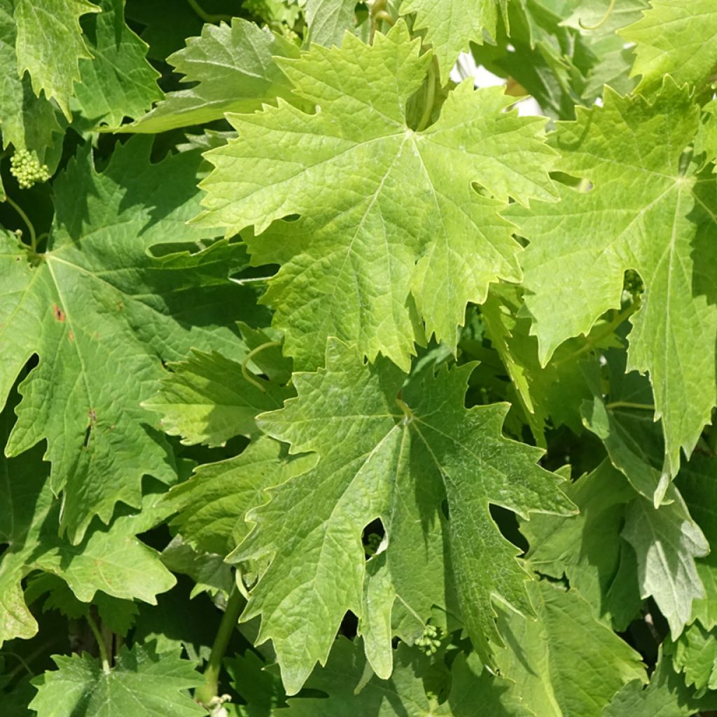 Videira Moscato Terracina - Vitis vinifera