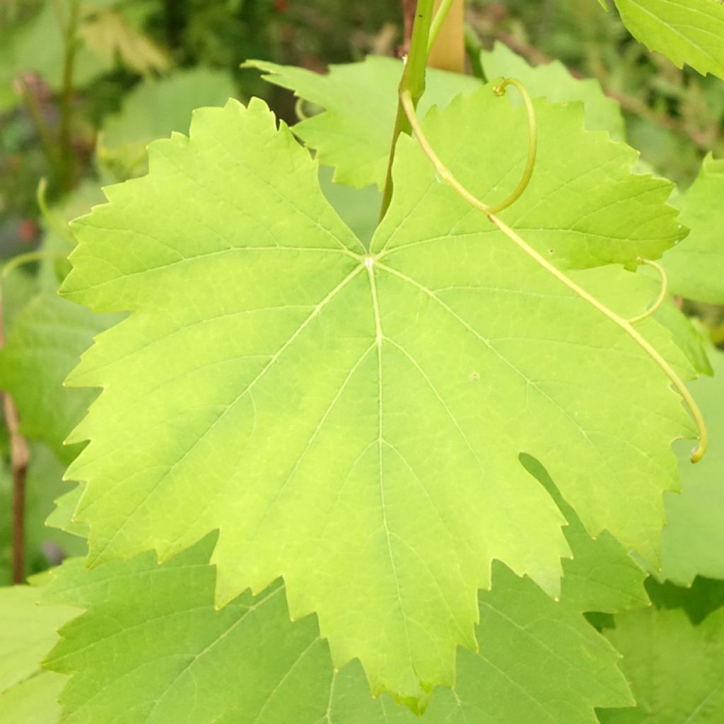 Videira Preta precoce de Marselha - Vitis vinifera