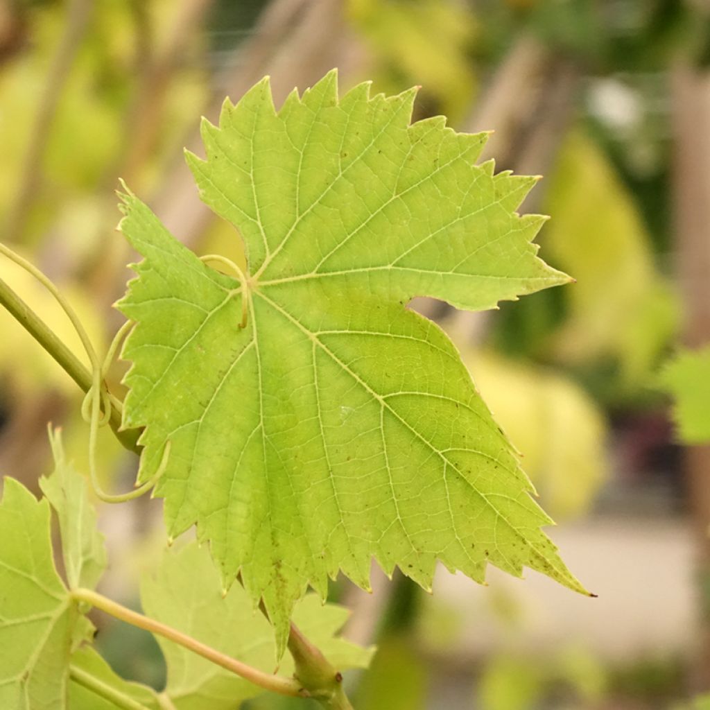 Videira Regent - Vitis vinifera