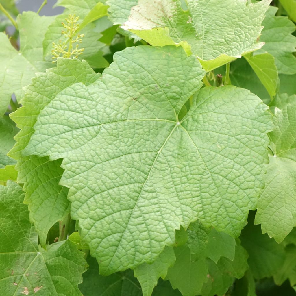Videira Solaris - Vitis vinifera