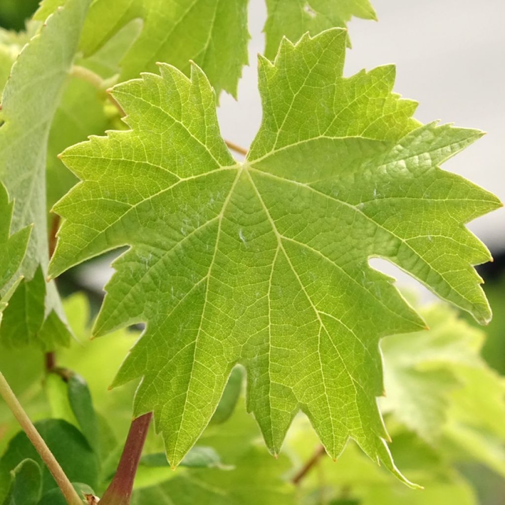 Videira Timorasso - Vitis vinifera
