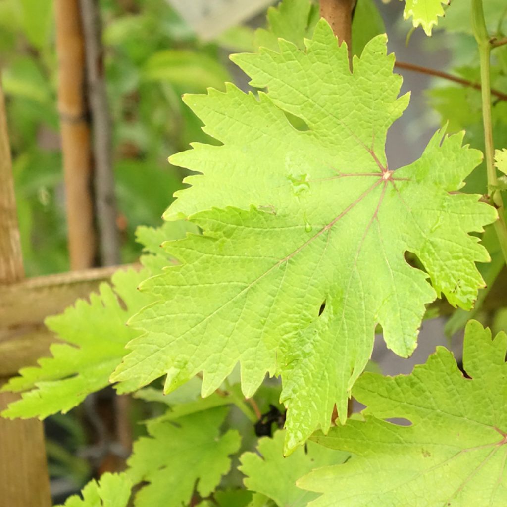 Videira Argentina - Vitis vinifera