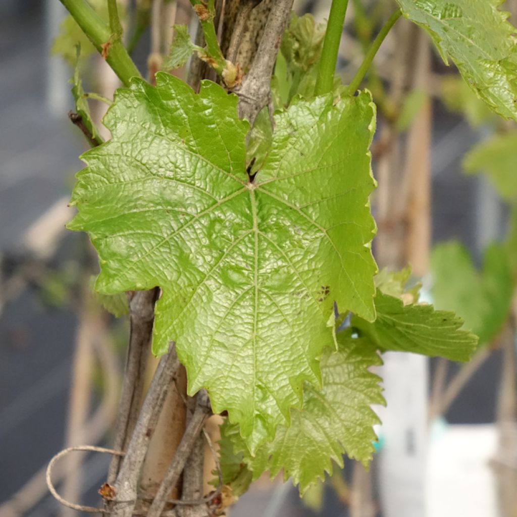 Videira Muscat Bleu - Vitis vinifera