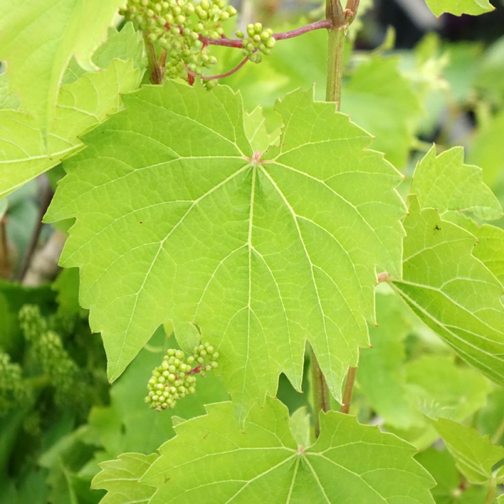 Videira Vroege Van Der Laan - Vitis vinifera
