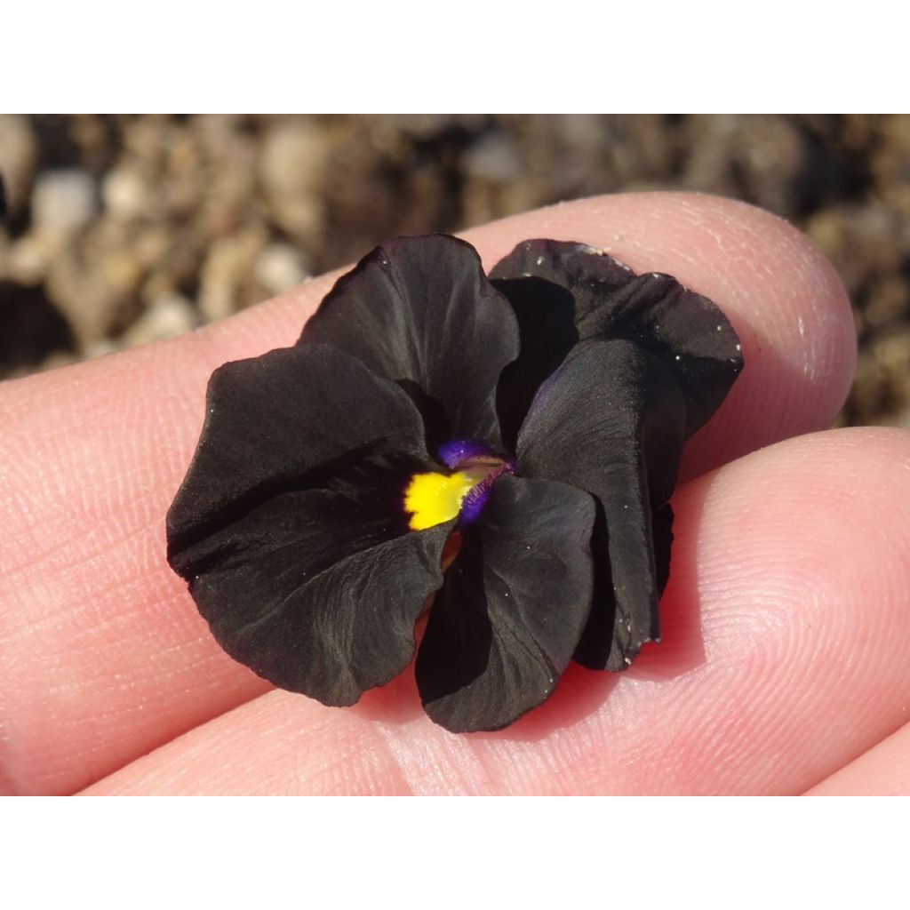 Viola cornuta Molly Sanderson - Pensée