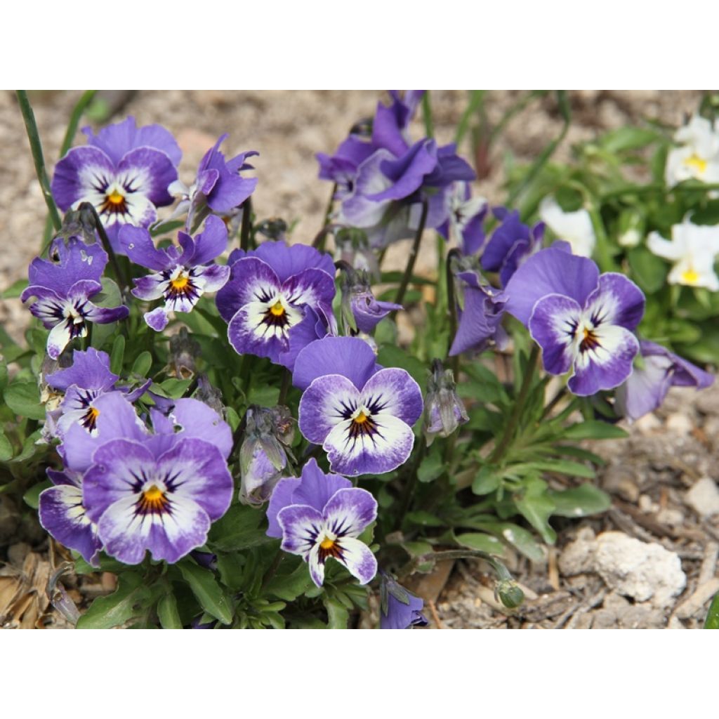 Violette cornue Sorbet Delft Blue Mini-motte