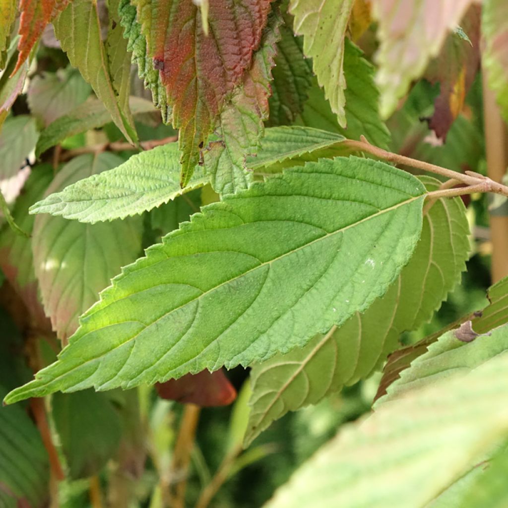 Viburnum plicatum f. tomentosum Cascade - Viburno-do-japão
