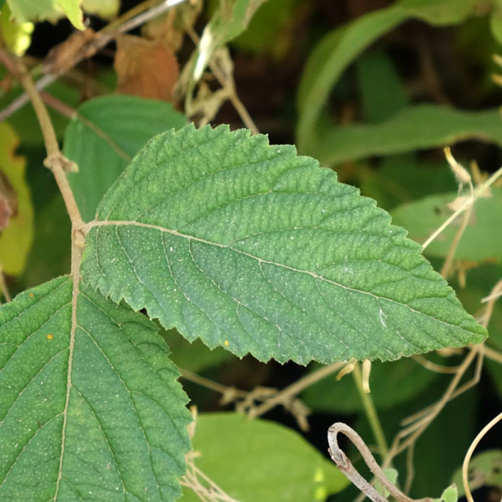 Viburnum plicatum Tomentosum - Viburno-do-japão