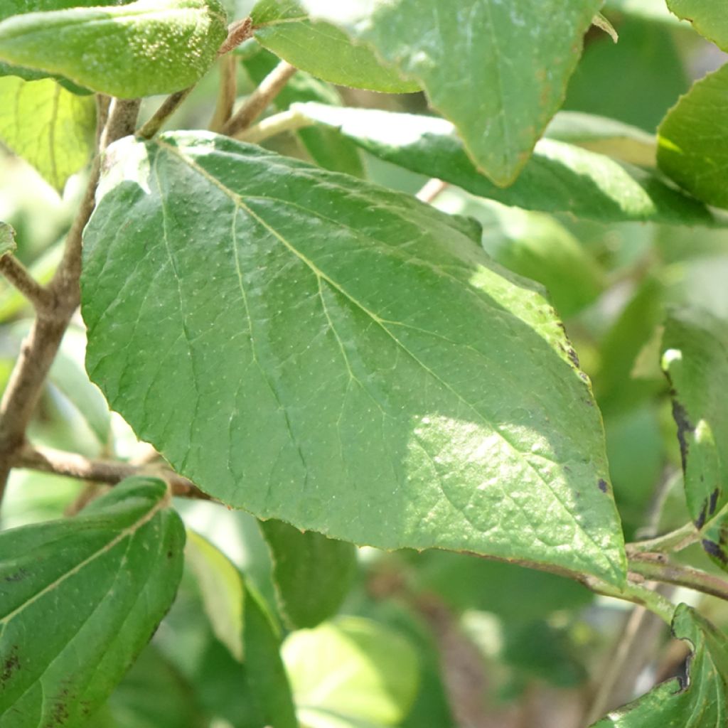 Viburnum × burkwoodii Mohawk - Viburno de Burkwood