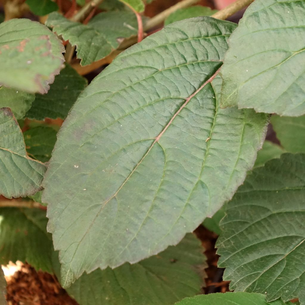 Viburnum plicatum Opening Day - Viburno-do-japão