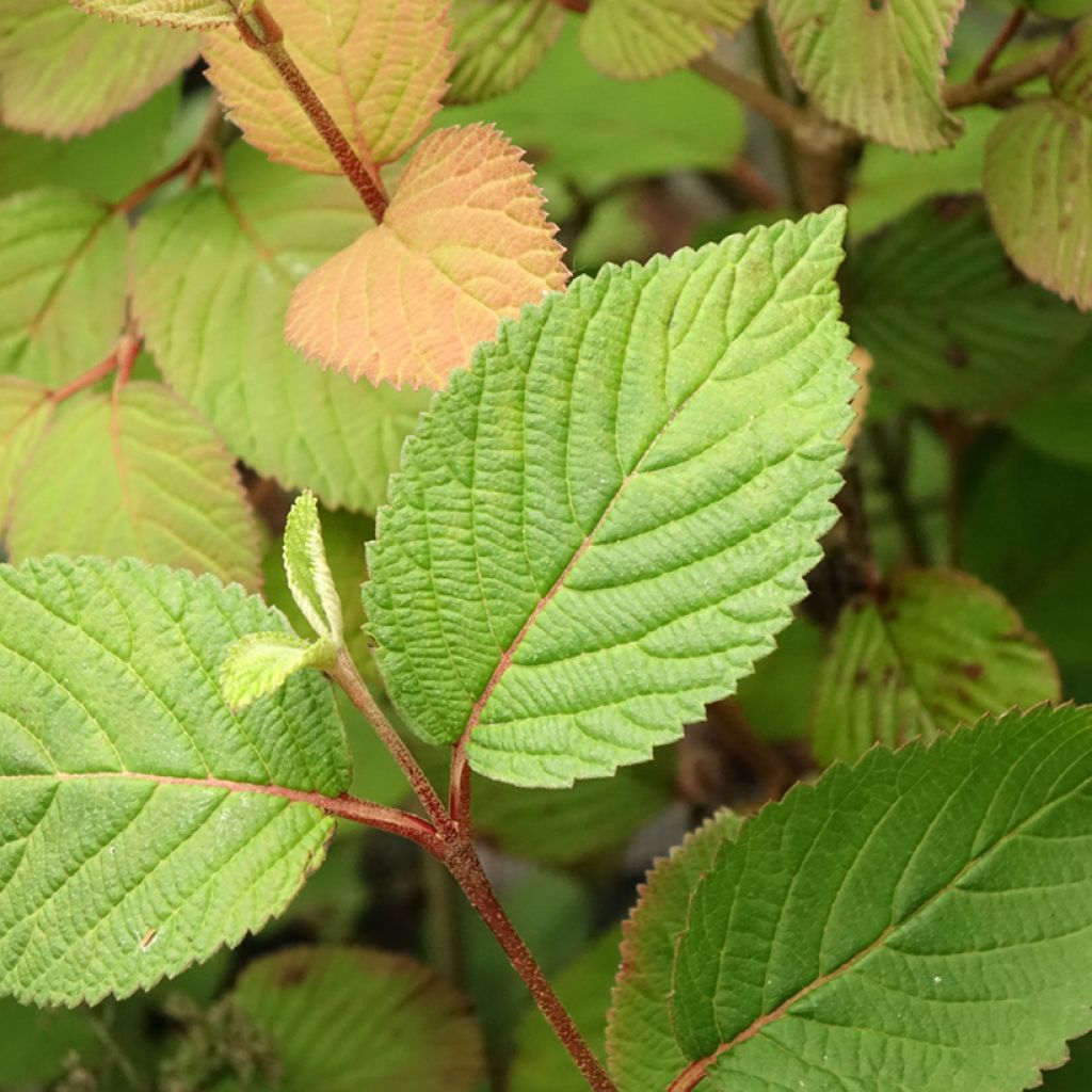 Viburnum plicatum Opening Day - Viburno-do-japão