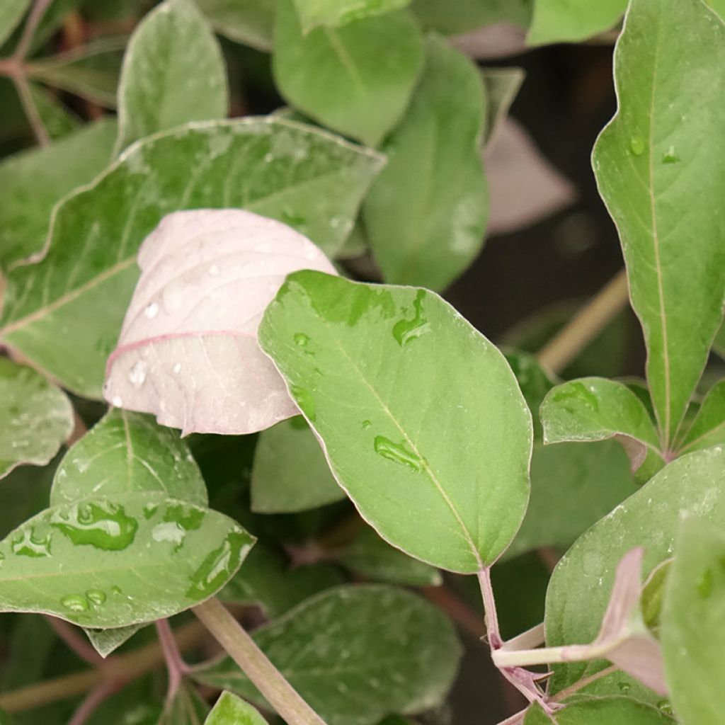 Vitex trifolia Purpurea