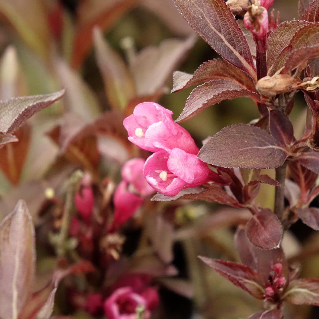 Weigélia florida Victoria