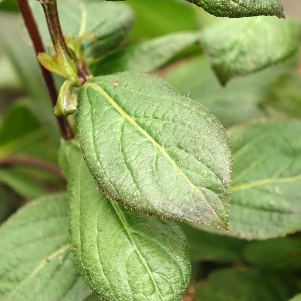 Weigélia florida Vintage Love